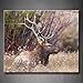 Produktbild Lone Bull Elk Ständer in dicken Wachstum von Gras Tree Art Wand Bilder Kunstdruck auf Leinwand Tier die Bild für Home Moderne Dekoration Stretched by Holz Rahmen, fertig zum Aufhängen