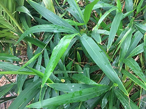 Preisvergleich Produktbild 15 Fse Kardamom Ingwerwurzeln by Farmerly