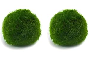 KAKI LA FELICITÀ È NELLE PICCOLE COSE Marimo Set sfuso diametro 2-3 cm - Originale e Certificato - Solo Marimo (2)