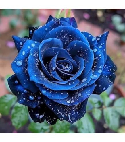 Blue colour rose plant pack of 1 : Amazon.in: Garden & Outdoors