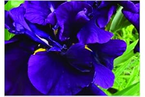 LINCOLNSHIRE POND PLANTS LTD Lincolnshire Pond Plant Ltd - Iris Ensata Eileen's Dream - 1Ltr Bareroot