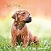 Welpen 2016 - Puppies - Broschürenkalender (30 x 60 geöffnet) - Tierkalender - Wandplaner by