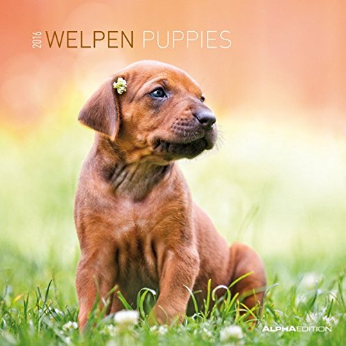 Welpen 2016 - Puppies - Broschürenkalender (30 x 60 geöffnet) - Tierkalender - Wandplaner