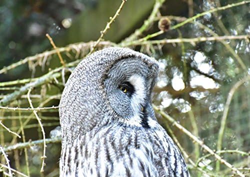 hansepuzzle 29274 Animals - Owl, 260 pieces in a quick-closing bag and inserted in the box