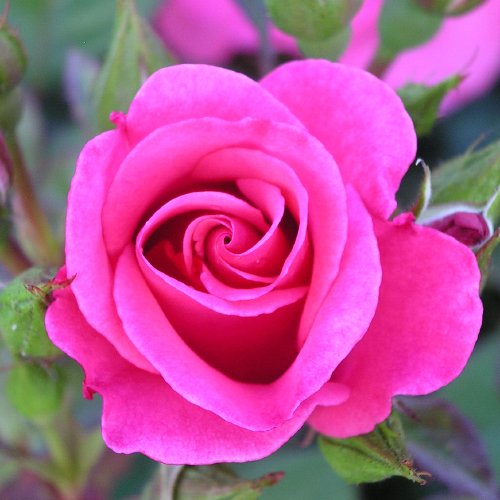 Rose Friend for Life -Superb Plant & Rose Gift to Send for Birthdays