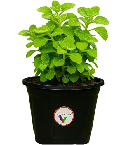 Ajwain/Omam/Oma/Ayamodakam/Jowan Plant | Ayurvedic Medicinal Plants -  Trachyspermum Ammi, Mexican Mint/Carom Seeds/Bishop's Weed : Amazon.in:  Garden & Outdoors