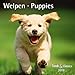 Produktbild Welpen Puppies 2018 - Broschürenkalender - Wandkalender - mit herausnehmbarem Poster - Format 30 x 30 cm
