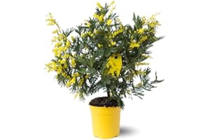 GÉNÉRIQUE Attitude Jardin - Mimosa gaulois touffe - acacia dealbata - plante fleurie - 45-50 cm - ⌀ 19 cm - plante d'extérieur