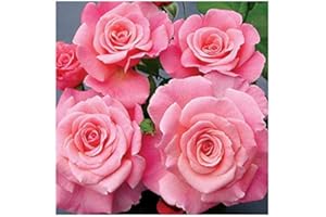 GARDENEXPERT Rosa Bush Rose Floribunda 'Tickled Pink' Plant