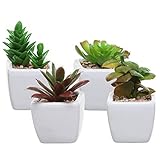 Le trae la belleza de pequeñas plantas suculentas sin ningún tipo de mantenimiento o desorden que viene con macetas.