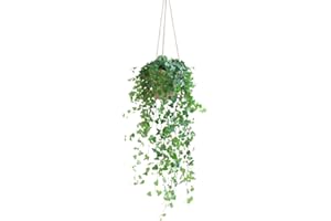BloomPost Hedera Helix Wonder - 40-50 cm Hanging Plant - Low Maintenance House Plant - Easy to Grow Home Office Plants - Next Day Free UK Delivery - Pot Not Included