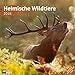 Heimische Wildtiere 30x30 2018 by