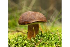 MYCELIUM Boletus Badius, micelio per piantare funghi