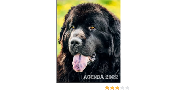 Calendrier Terre Neuve 2023 Agenda 2022: Chien Terre Neuve - Calendrier Annuel De Janvier À Décembre  2022 - Carnet Semainier Et Journalier - Grand Format A4 : Editions, 22:  Amazon.fr: Livres