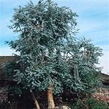semillas de eucalipto comprar  100 semillas frescas - Semillas de eucalipto dólar de plata de la flor del árbol