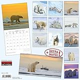 Image de Eisbären 2018: Kalender 2018 (Artwork Edition)