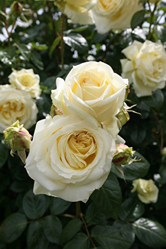 Kletterrose Elfe im 7 Liter Rosentopf