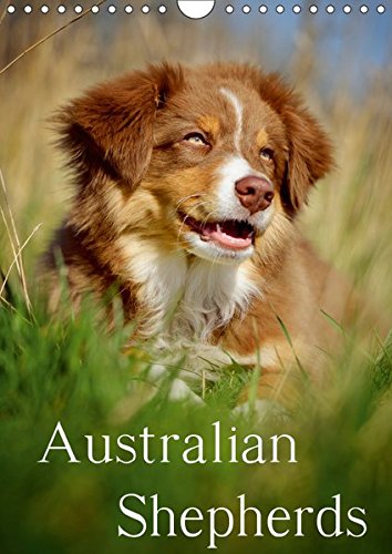 Australian Shepherds (Wandkalender 2019 DIN A4 hoch): 13 wunderschöne Australian Shepherd Motive für das ganze Jahr (Monatskalender, 14 Seiten ) (CALVENDO Tiere)