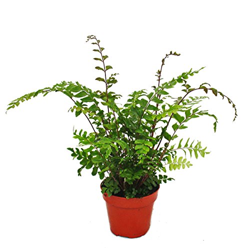 Farn - 3er Set - bestehend aus 3 besonderen Farn-Arten 12cm Topf - 