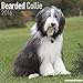 Produktbild Bearded Collie Calendar 2016 (Square)