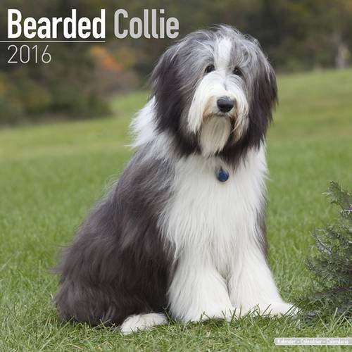 Preisvergleich Produktbild Bearded Collie Calendar 2016 (Square)