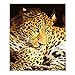 Produktbild Jcpaint Malen nach Zahlen Kits Leopard Tier DIY Leinwand Ölgemälde für Kinder Studenten Erwachsene Anfänger mit Pinsel und Acrylpigment 16x20 Zoll Ohne Rahmen