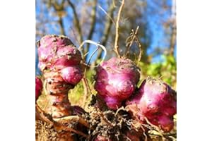 GENERIC 3 Roots of Jerusalem Artichoke - Helianthus TUBEROSUS