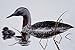 Produktbild 591047 Red throated Loon A4 Photo Poster Print 10x8