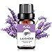 Produktbild KOBWA ätherisches Lavendelöl, 100% Reine Pflanzenextrakte, natürliche Inhaltsstoffe, Aromatherapie, ätherische Öle, für SPA, Massage, Parfüm, Mischung, Reinigung, Lufterfrischung Lavendel