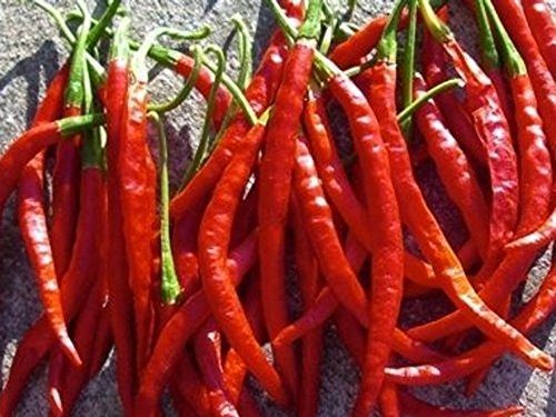 RWS De Arbol - rojo picante de chile - 20 semillas