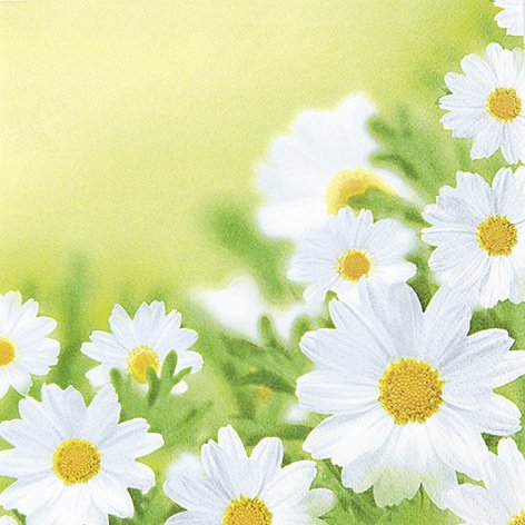 20 Servietten White daisies – Hübsches Gänseblümchenfeld / Blumen 33x33cm