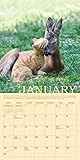 Image de Unlikely Friendships 2016 Calendar