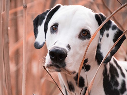 Preisvergleich Produktbild VERO PUZZLE 56065 Tierwelt - Dalmatiner, 2000 Teile in hochwertiger, cellophanierter Puzzle-Schachtel