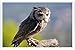 Produktbild Metall Poster Platte Wand-Dekor Blechschild von Owl Stick Sitting Bird Predator 40648 20*30cm