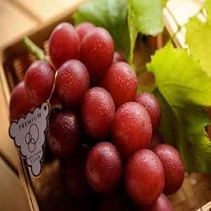 ruby roman grapes price