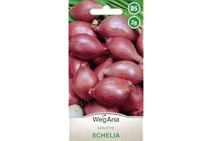 WegAna Shallot Schelia semillas de cebolla 2g vegetal cebolla vegetal planta, semillas de hortalizas robustas, semillas de hortalizas, cultivo de semillas