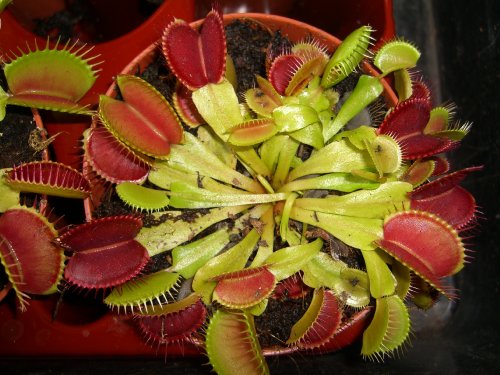 Seedeo Anzuchtset Venus Fliegenfalle (Dionaea muscipula) - 3