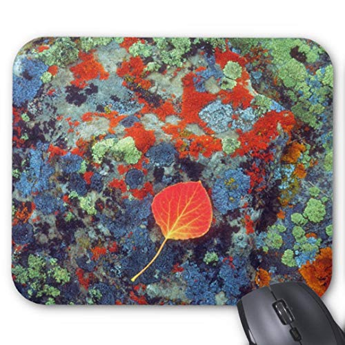 Preisvergleich Produktbild Mauspad mit seidenweicher Textiloberflche - Mouse Pad Paradise (antistatische Wirkung - perfekte Gleiteigenschaft PC / Computer Mousepad)-aspen leaf on a lichen covered rock
