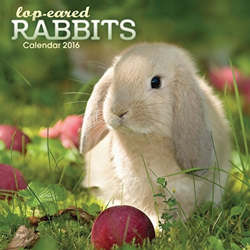 Download LOP EARED RABBITS 2016 UK SQUARE WALL CALENDAR BRAND NEW AND FACTORY SEALED