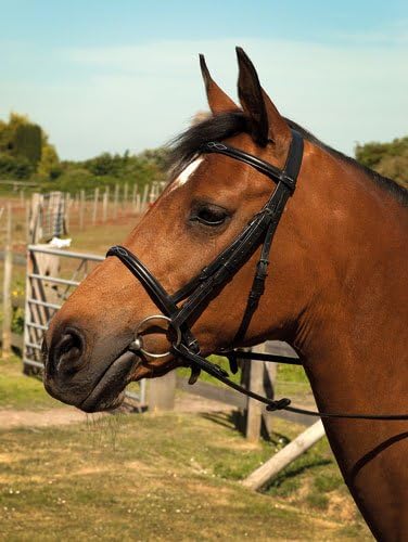 Heritage English Leather Horses Show Bridle