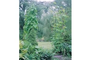 GAP GARDEN PRODUCTS Heavy Duty Solid Metal Garden Archway (152cm wide) Coated Black (Sudborough Arch) With Free Add On Trellis Infill Pack