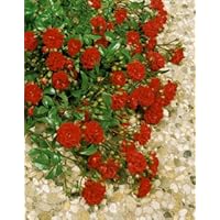 'Fairy Dance' -R-, Kleinstrauchrose im 4 L Container