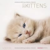 Katzenbabys 2011: Broschürenkalender by 