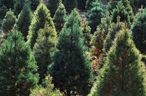 Creative Farmer Forestry Seeds : Casuarina Equisetifolia - Coast She Oak Seeds - 3000+ Seeds For Growing