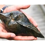 Teichmuscheln, 3 st + 1 x NH TOXEX Ball - Wunderwaffe gegen Schwebe Algen im Teich - Natürlicher Biofilter im Gartenteich