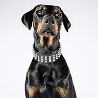 [Gesponsert]Bestia™ 