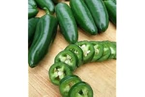 ACQUA TOWER GROWING SYSTEMS Chilli Plants, 'Jalapeno', 1 x Full Plant in a 1 Litre Pot, Jalapeno Plants, Chillies, Pepper, Garden Ready and Ready to Plant, Premium Quality Peppers