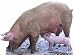 Produktbild Star Cutouts Pappfigur Schwein und Ferkel