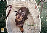 Image de Dackel - Was sonst? (Wandkalender 2017 DIN A4 quer): Dackel machen das Leben schöner! (Monatskalend