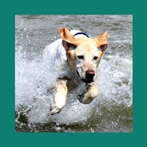 CaniMove-Maxi-2-Pots-Joint-Tablets-for-Large-Dogs